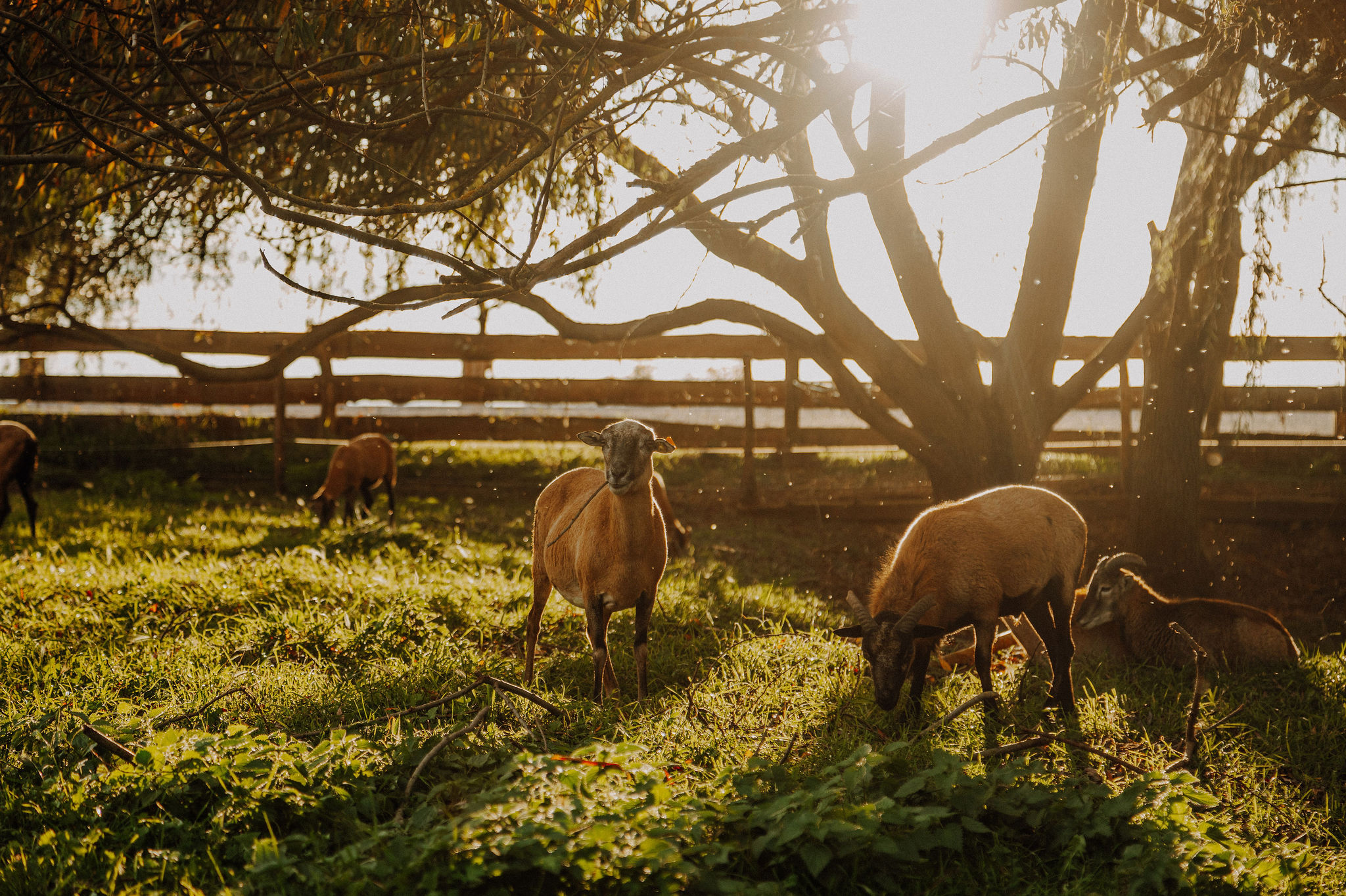 SioMotion ContentCreation RittergutPositz Tiere4von41